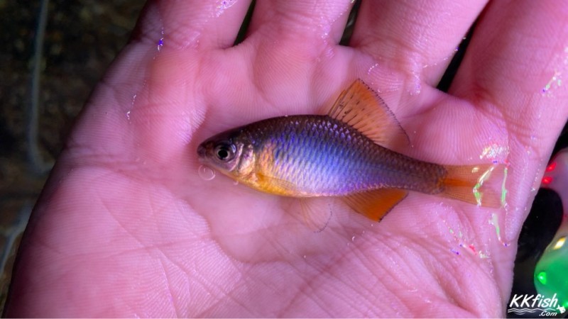 石台鰟鮍（Rhodeus shitaiensis）