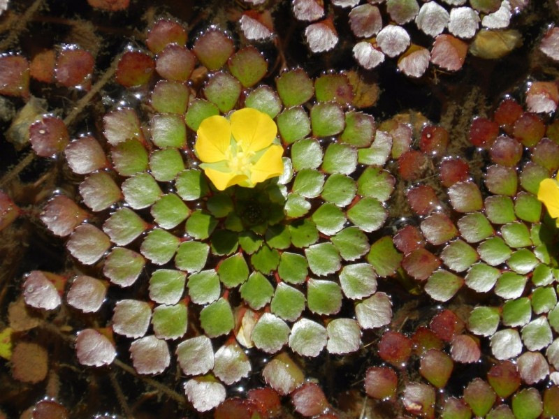 黄花菱