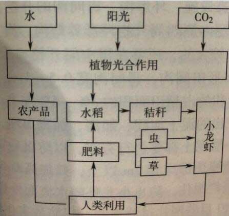 潜江稻田养殖小龙虾技术