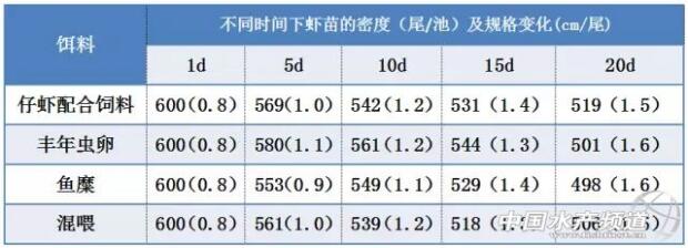 澳洲小龙虾养殖的9个注意事项