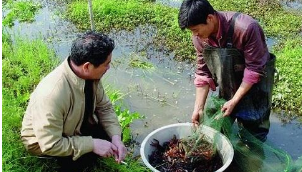 养殖小龙虾池塘怎么种植水草呢？