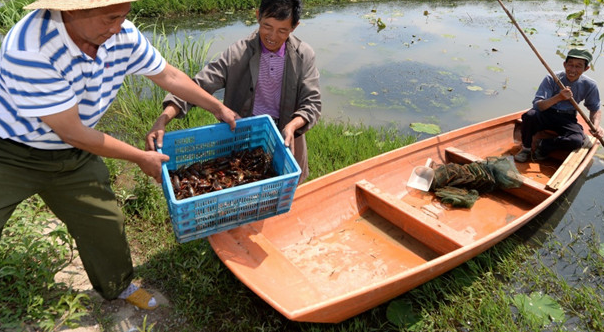 淡水养殖小龙虾要多少资金才可以呢？