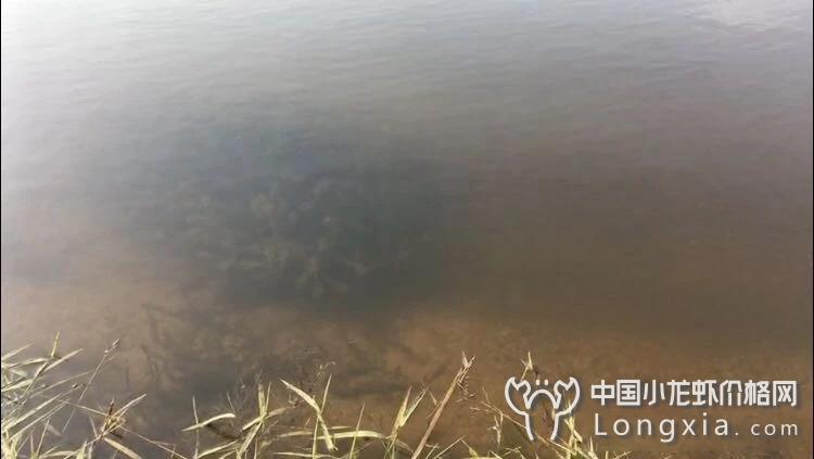 稻虾模式下当前围沟内的生态维护与小龙虾生理平衡
