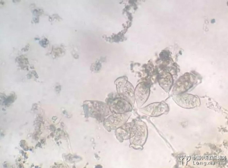 龙虾纤毛虫病的症状与防治