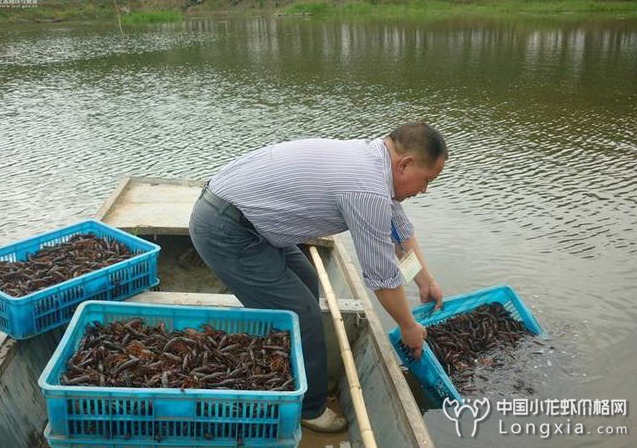 超强适应能力的小龙虾，也避免不了水体缺氧这种情况？