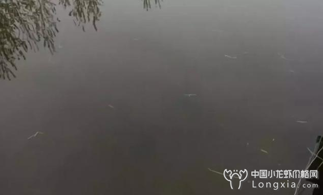 养虾之人，把“肥水”理解成“水肥”那就糟了！