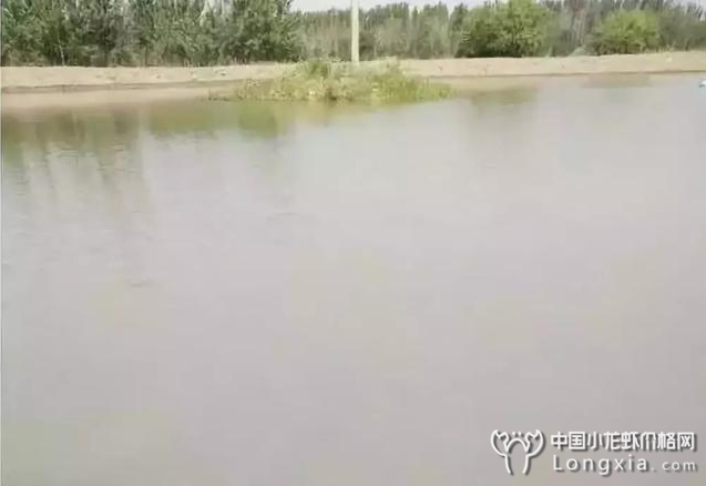 养虾之人，把“肥水”理解成“水肥”那就糟了！
