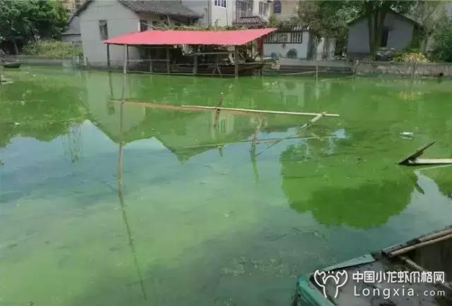 养虾之人，把“肥水”理解成“水肥”那就糟了！