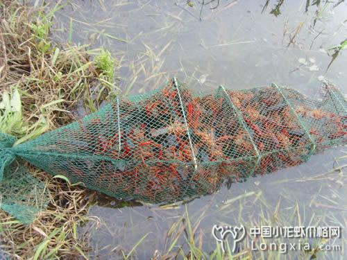 虾塘水体溶氧却不知道原因？在这为你揭开谜底！