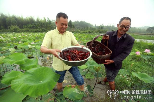 藕塘小龙虾，无公害养殖新模式下的池塘养殖管理