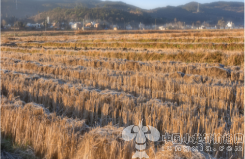 2018年养殖小龙虾不同模式下的利润究竟有多大?