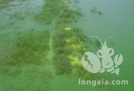 养殖中出现水体发绿污染的情况，有以下几点原因造成