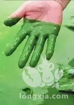养殖中出现水体发绿污染的情况，有以下几点原因造成