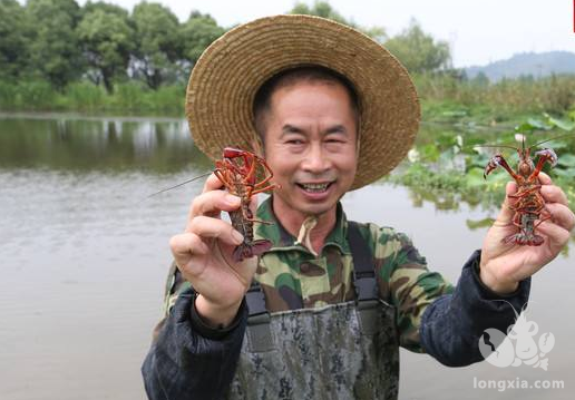 广东地区，淡水养殖小龙虾最重要的三方法