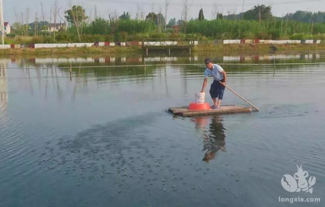 养殖少不了肥水，肥水三大关键点了解一下！