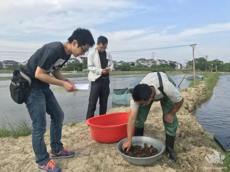 龙虾养殖，一年之计在于冬！直接决定来年的效益！