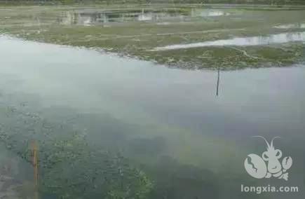 要想管理好十二月份的虾塘，一定要做好以下几点！