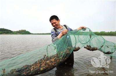 养虾人请注意!严冬之下再犯一错，明年基本“凉凉”