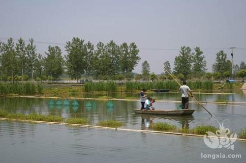 养殖小龙虾的池塘年前栽植水草有什么优点？