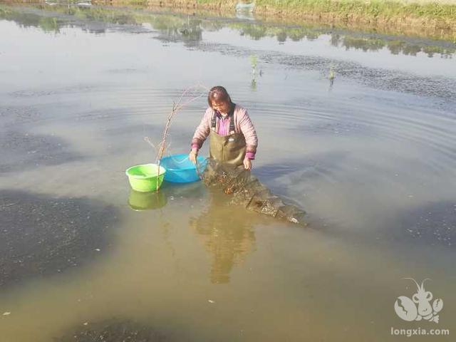 养殖户们关心的小龙虾苗种问题，我们给你答案