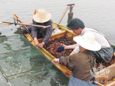 浅析有关小龙虾繁育方面的知识，养殖户们都知道吗？