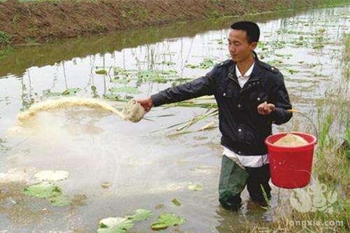 小龙虾冬天在水里会冻死吗?需要做什么保暖措施吗?