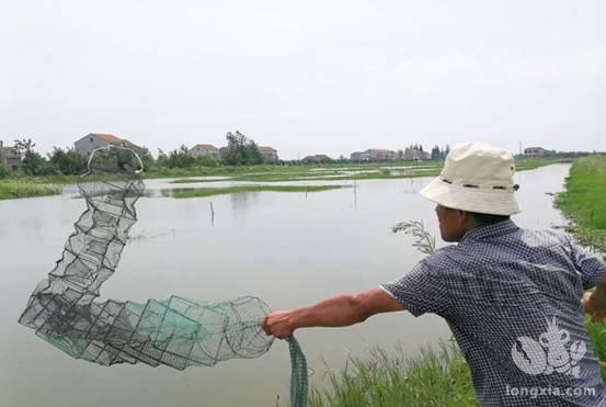 小龙虾疾病日常管理、预防