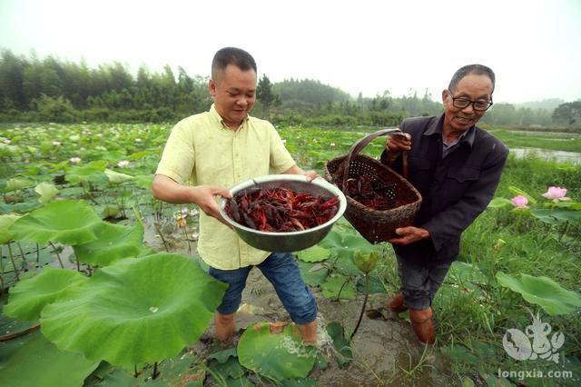 趋利避害的混养虾！年前做好准备，来年可丰收