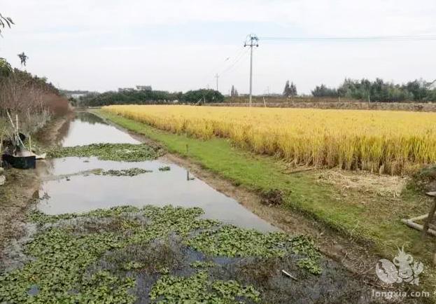 稻虾池塘水质调控—青苔