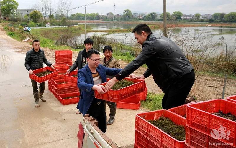 淡水小龙虾养殖的六大误区