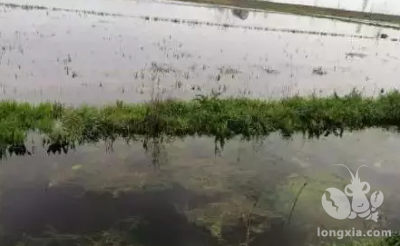 盲目的用药治理青苔是不明智的，只会导致虾的死亡