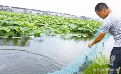 池塘管理不好还谈什么卖虾，还是先养好虾再说