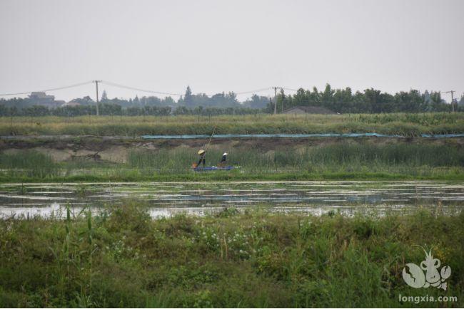 湖北孝感孝昌：专家“住村”指导　清水小龙虾养殖户告别疾病