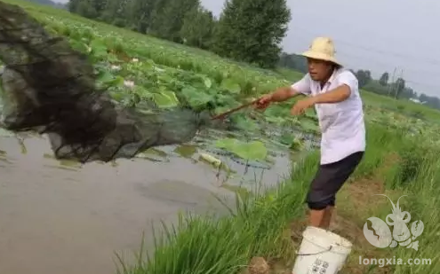 稻虾连作虽然增产增收，但是要注意这几项