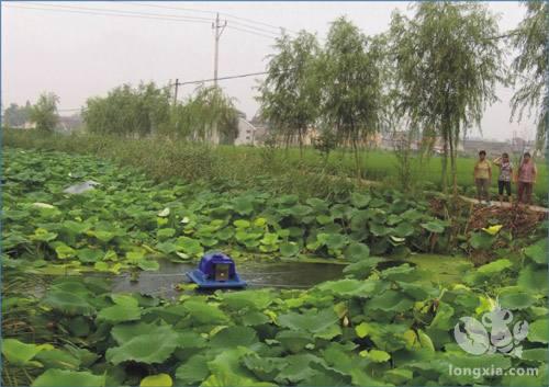 稻虾刚火，又出莲虾？哪种才是赚钱最前沿？