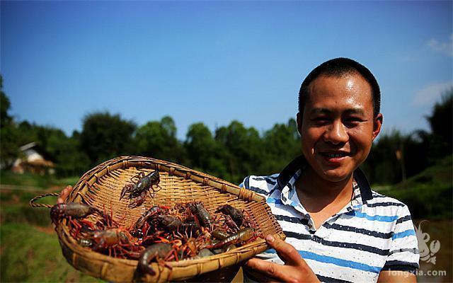 贵州六枝：小龙虾等特色水产养殖风生水起