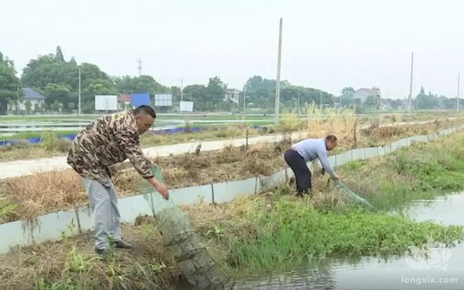 地下水进行养殖小龙虾，不仅不缺营养一年还赚十几万！真的可行吗