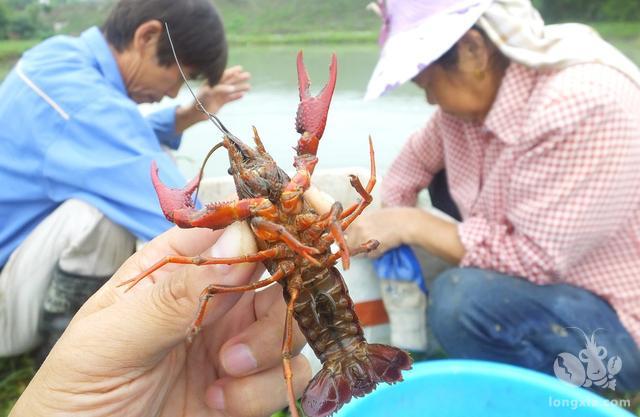 小龙虾饲料投喂管理