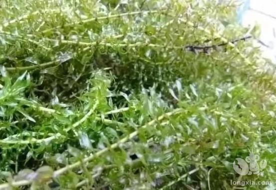 六种水草，五种种植方法，小龙虾养殖必备