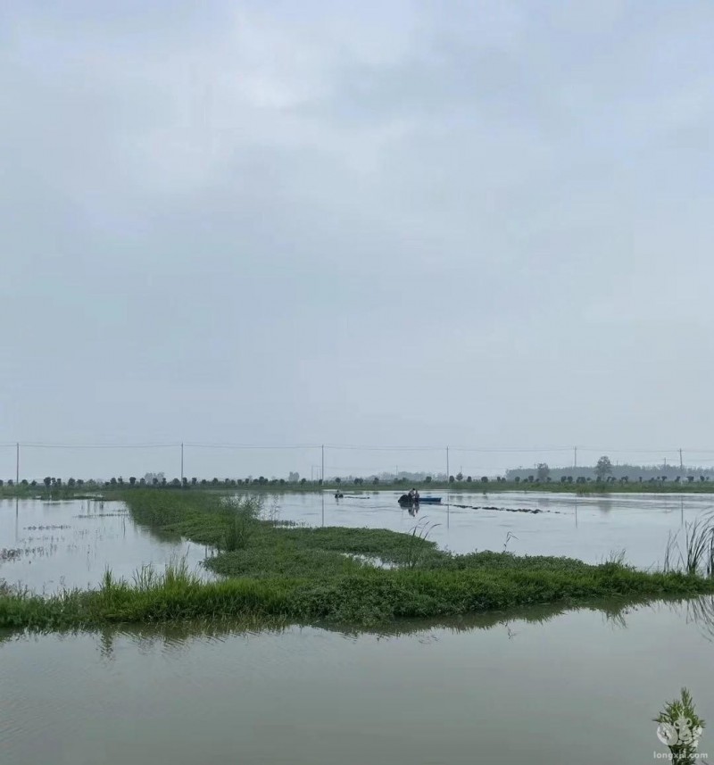 天气多变，下雨天的虾塘应该怎么处理呢？