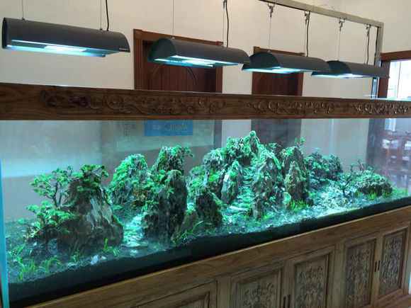 松皮石2.8米大缸山景造景图片欣赏