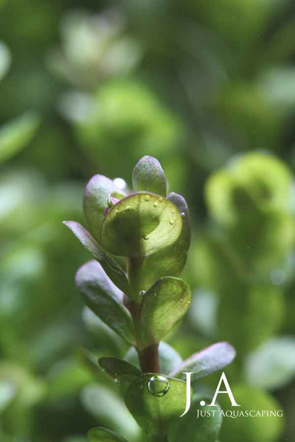 60CM秀丽小草缸暴力生长图片欣赏