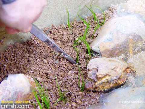 150cm青龙石杜鹃根造景图片过程