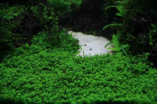 迷你矮青龙石水草造景60CM草缸欣赏