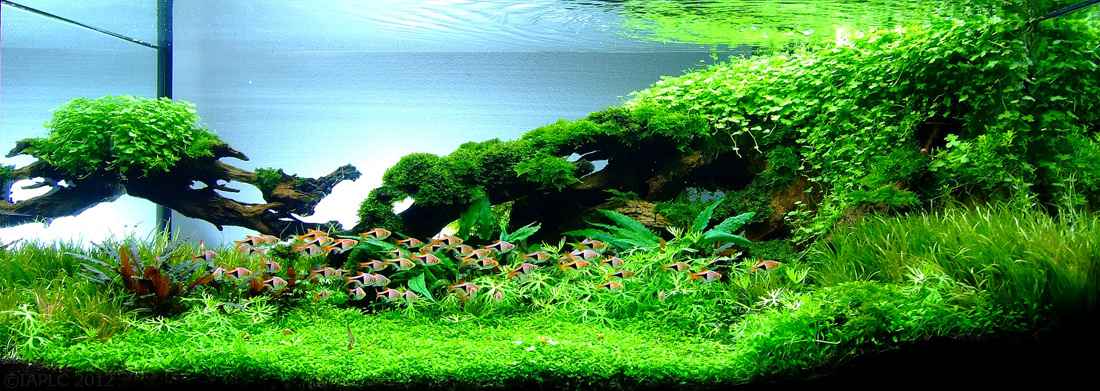 2012ADA世界水草造景比赛作品赏析-8