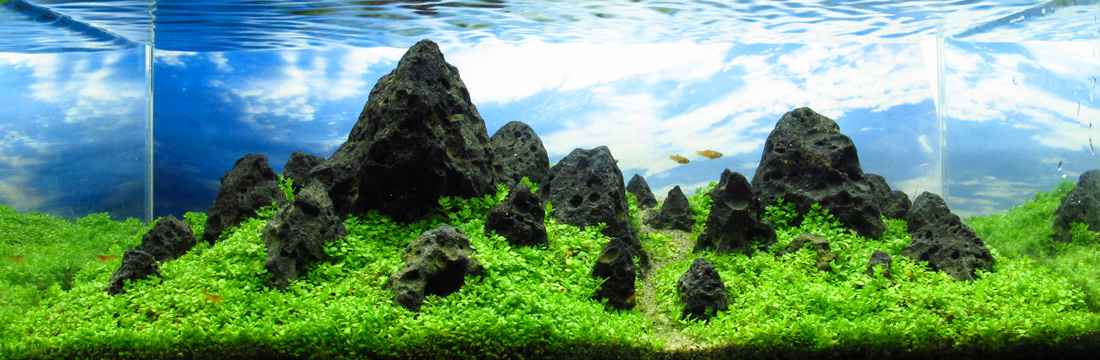 2012ADA世界水草造景比赛作品赏析-8