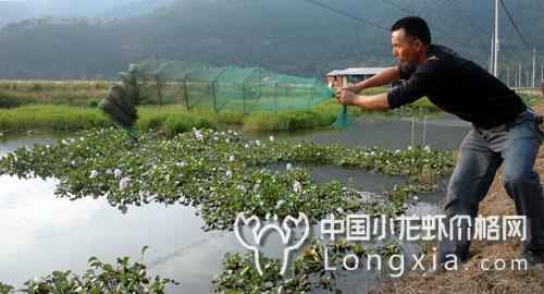 9月份虾稻田的管理技术要点