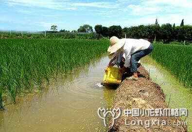 水稻田地里养殖龙虾究竟是为什么？附稻养龙虾的方法和模式