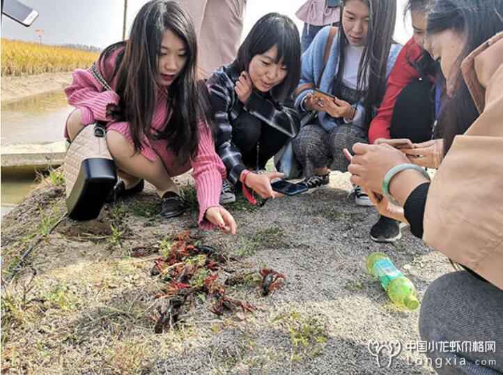 品味山东，近距离了解“稻+龙虾”现代农业发展模式