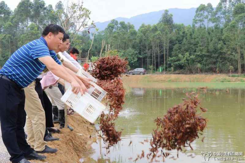 稻田养虾还可以不用打药？长见识了！